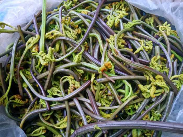 “山菜之王”蕨菜，含有剧毒致癌物质？为何人们吃了上千年没事？